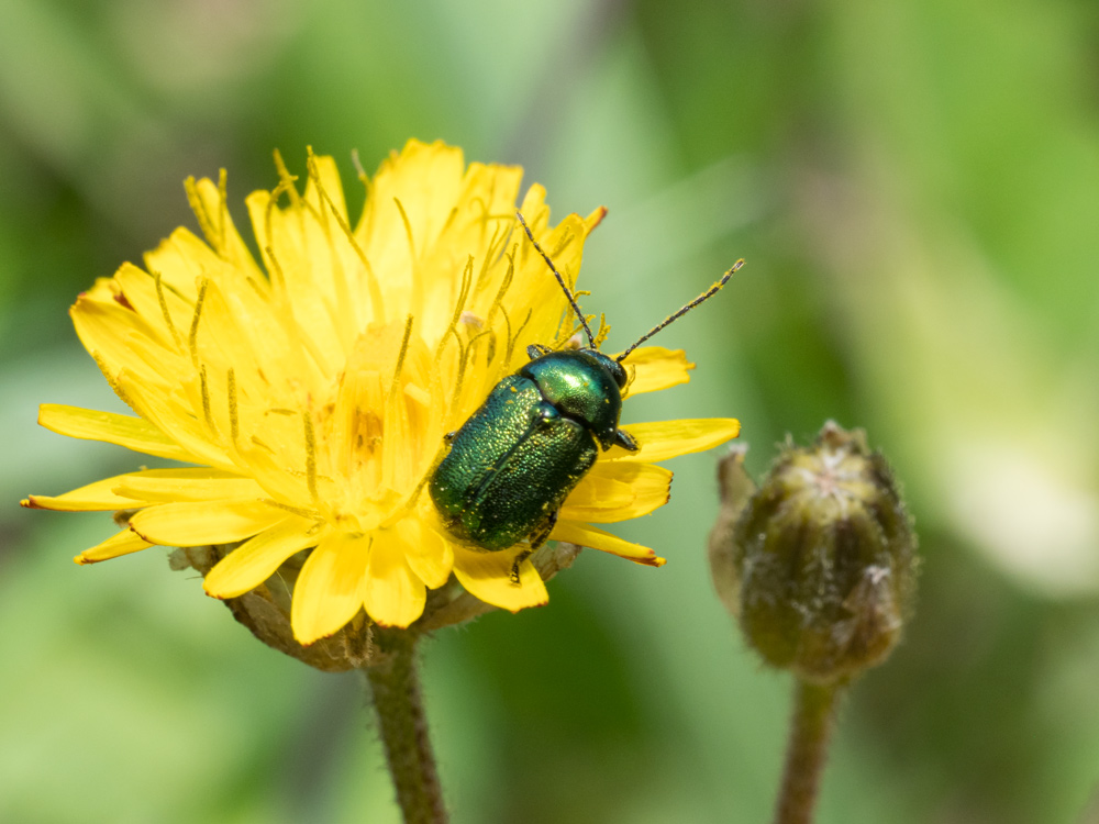 Cryptocephalus samniticus da confermare