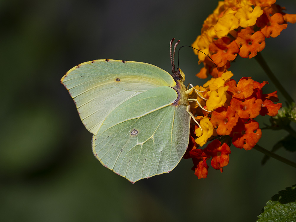 Gonepteryx rhamni?