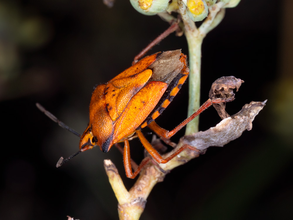 Carpocoris mediterraneus?