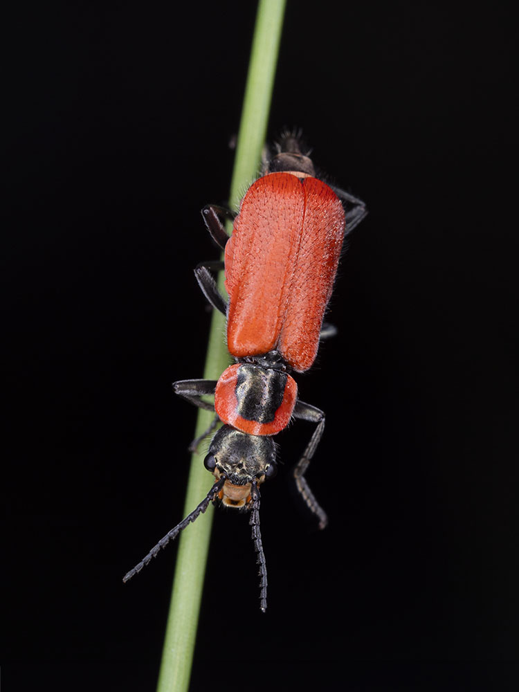 Malachiidae: femmina di Clanoptilus rufus