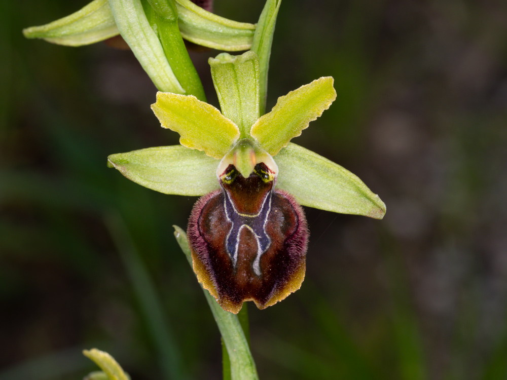 varie Ophrys da identificare