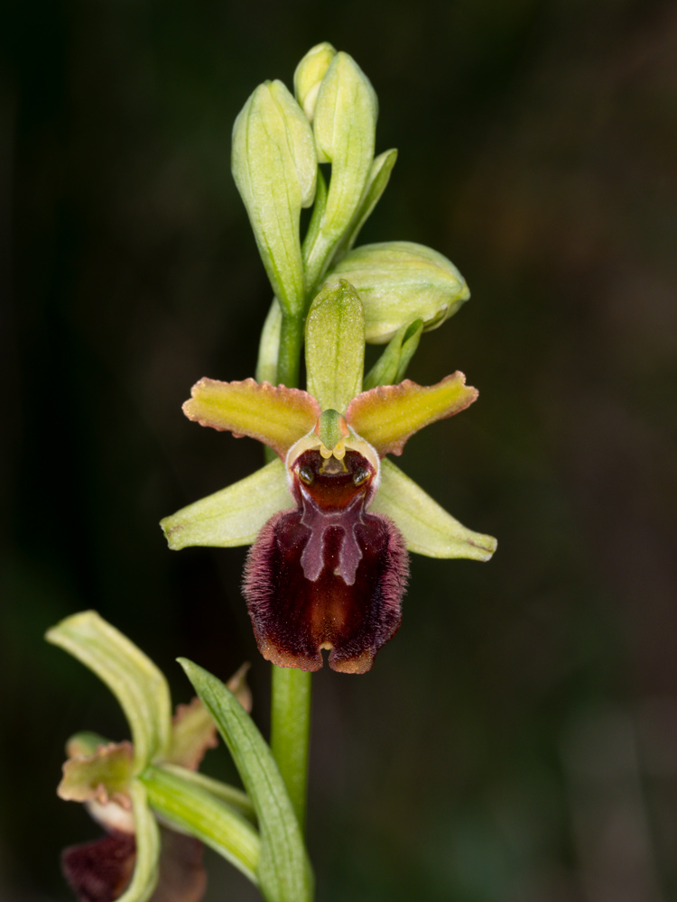 varie Ophrys da identificare