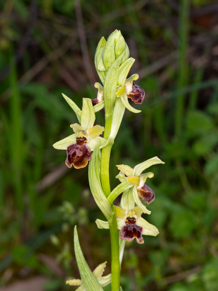 varie Ophrys da identificare