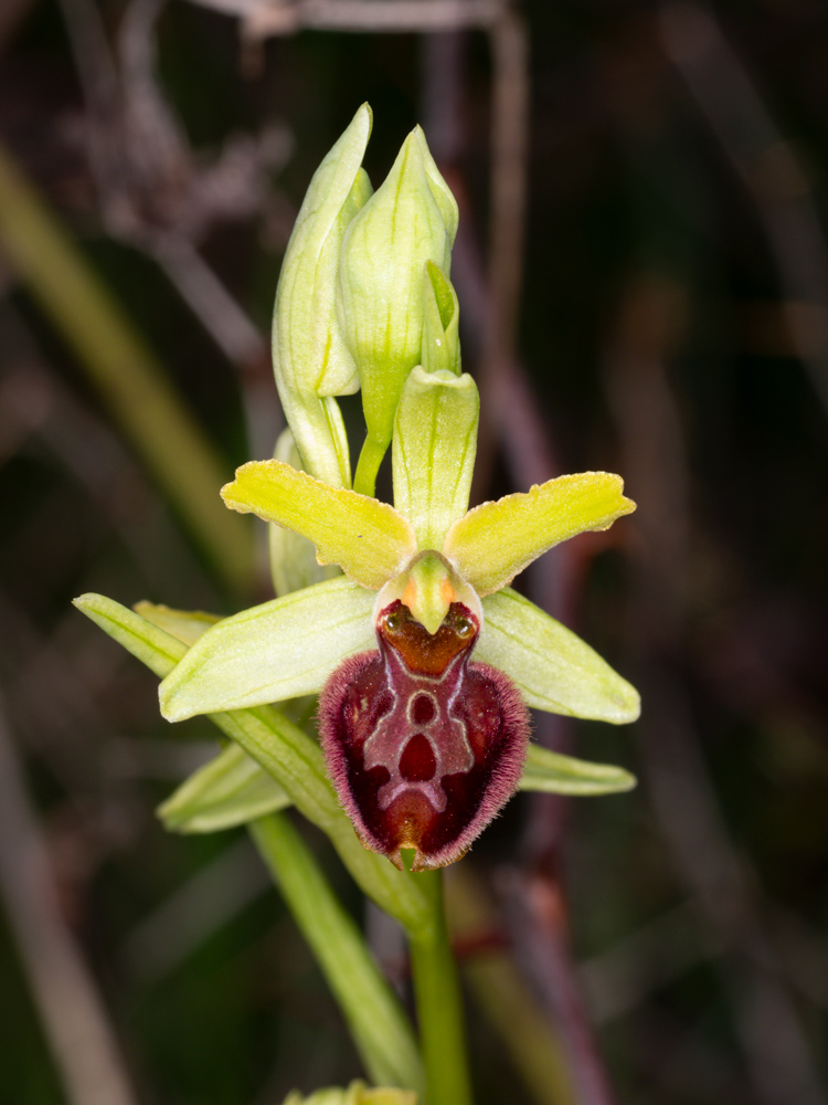 varie Ophrys da identificare