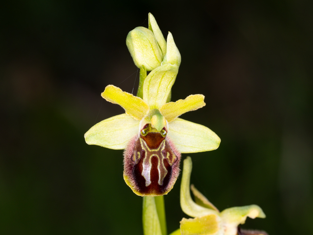 varie Ophrys da identificare