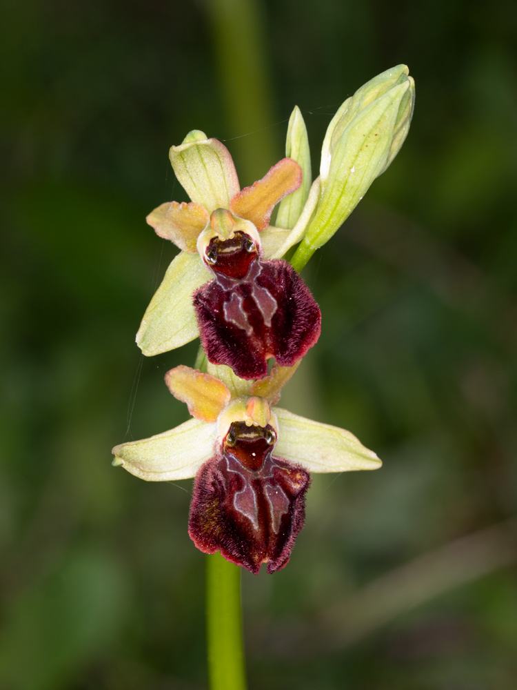 varie Ophrys da identificare