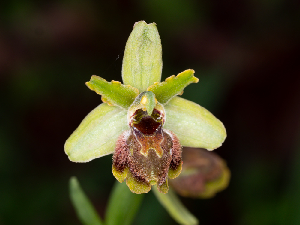 varie Ophrys da identificare