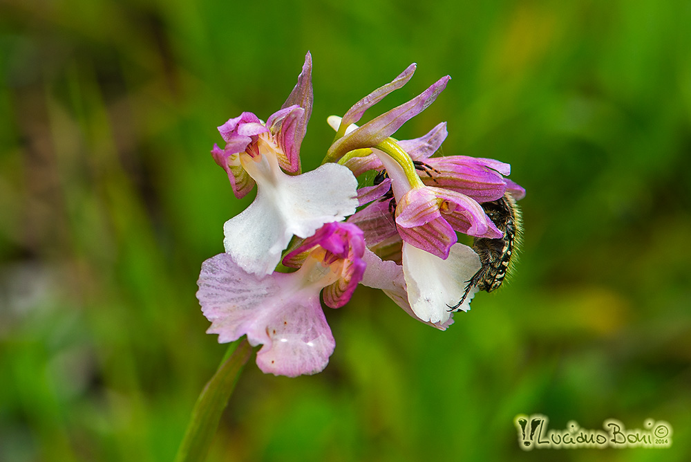 Anacamptis x gennarii