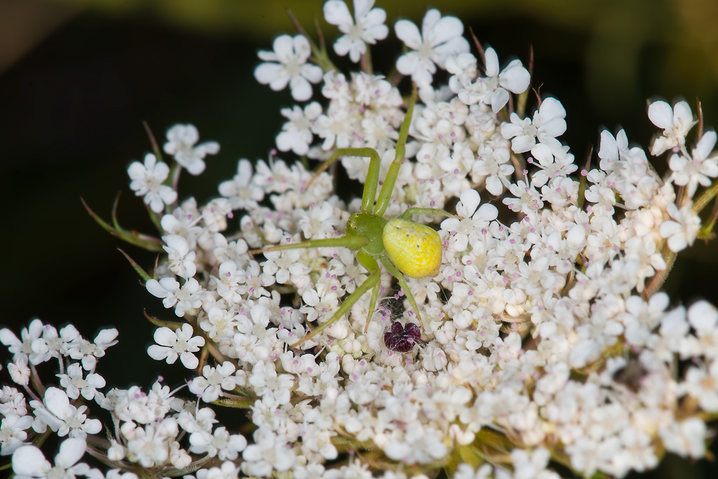 Thomisidae: Ebrechtella tricuspidata -  Orbetello (GR)