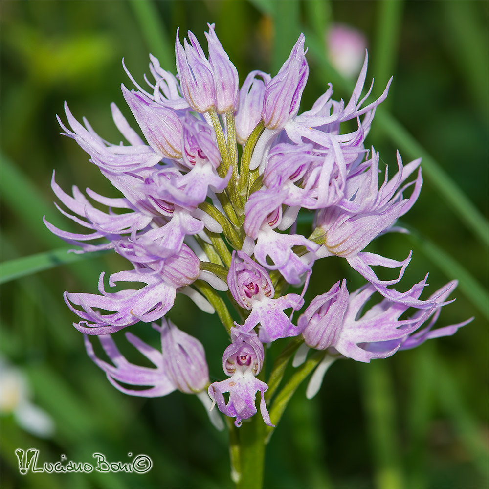 Orchis italica