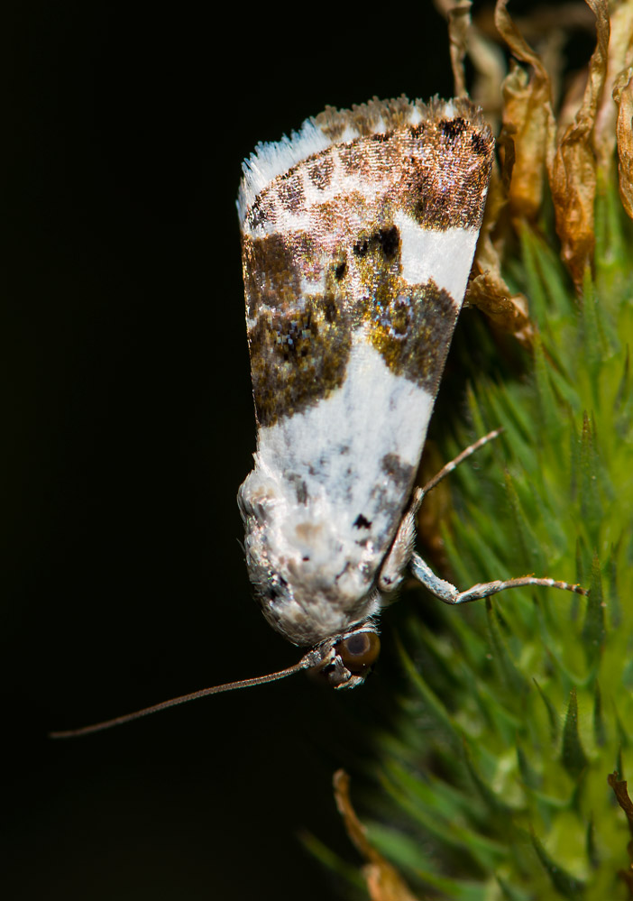 Aiuto per identificazione