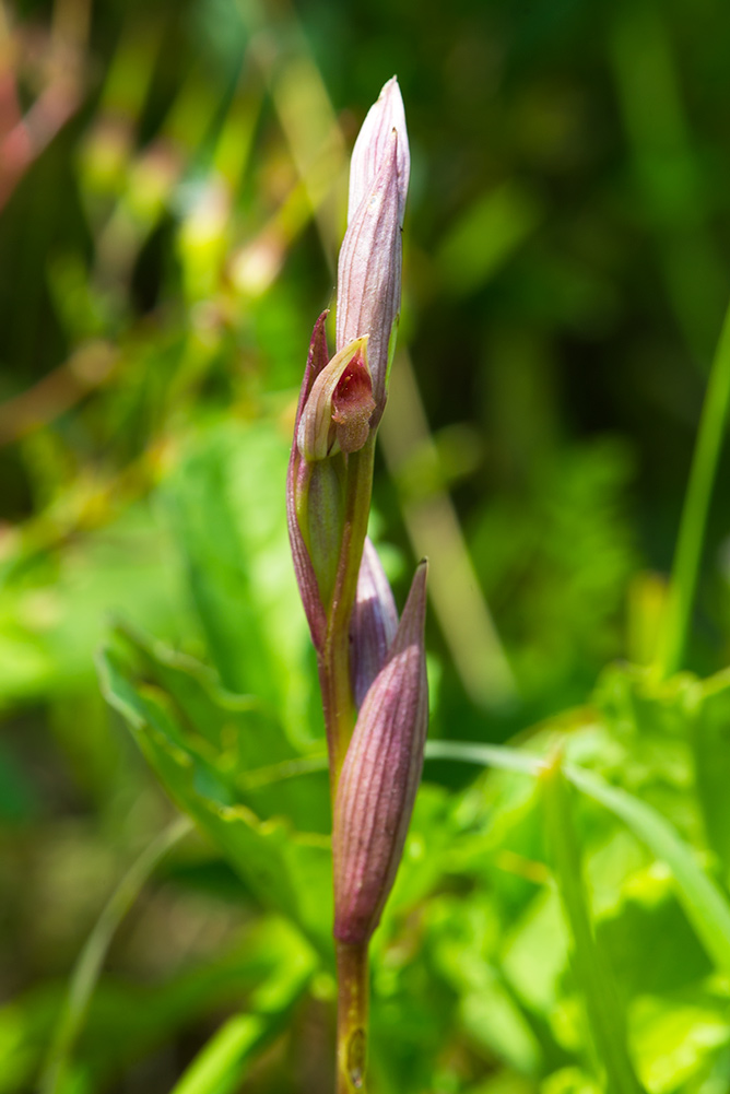 Serapias parviflora