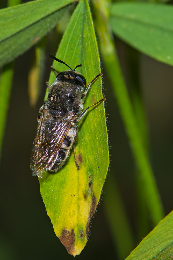 Aiuto identificazione