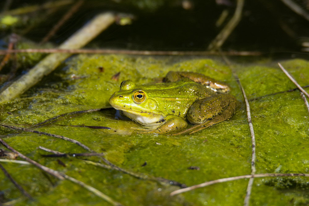 Da identificare - Pelophylax sp. (prov. Grosseto)