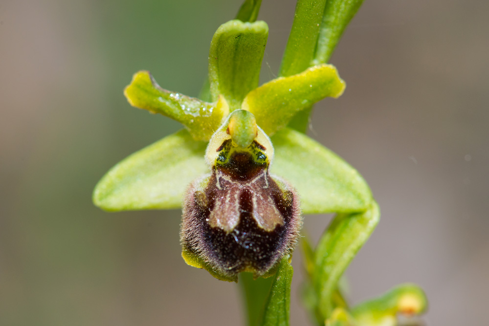 Ophrys argentaria