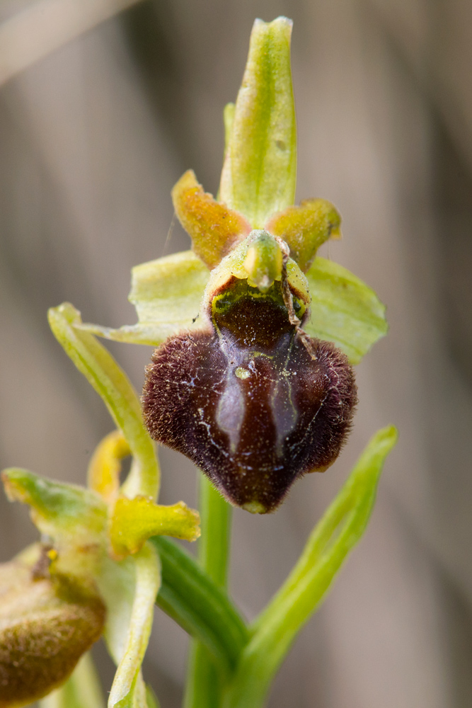 Ophrys argentaria