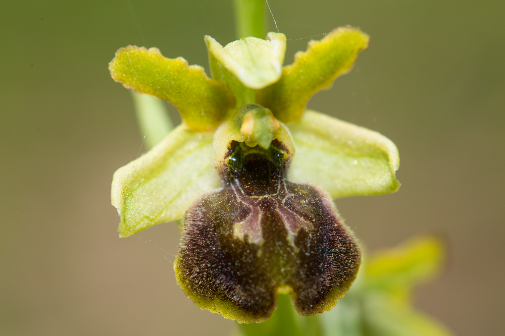 Ophrys argentaria