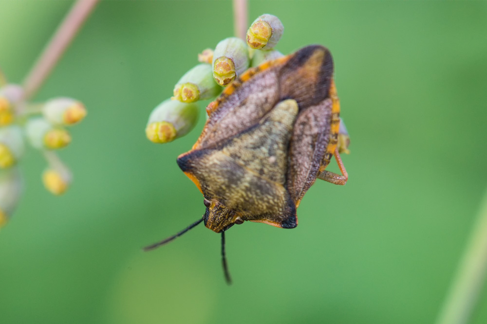 Pentatomidae: Carpocoris mediterraneus cf. atlanticus