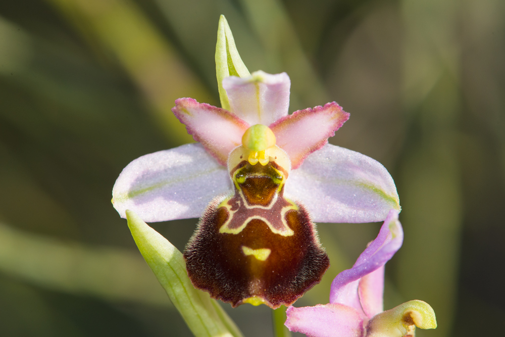 Ophrys apifera??