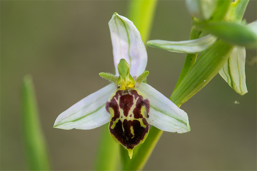 Ophrys apifera (lusus), Platanthera chlorantha e Ophrys holosericea subsp. tetraloniae