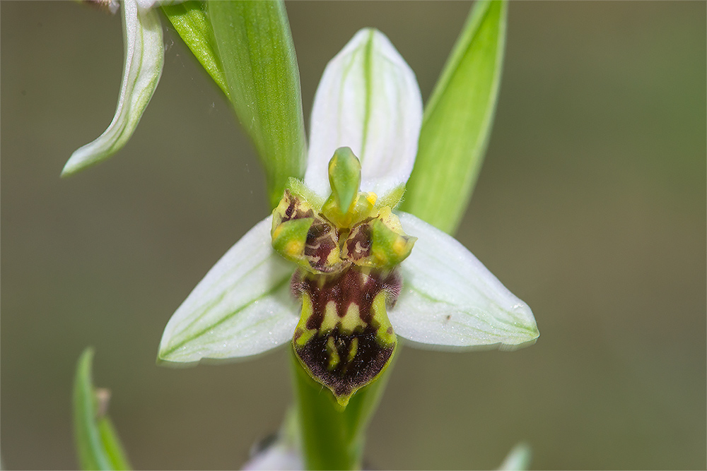 Ophrys apifera (lusus), Platanthera chlorantha e Ophrys holosericea subsp. tetraloniae