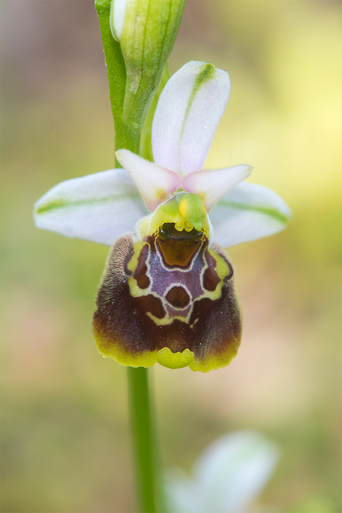 Ophrys holosericea?