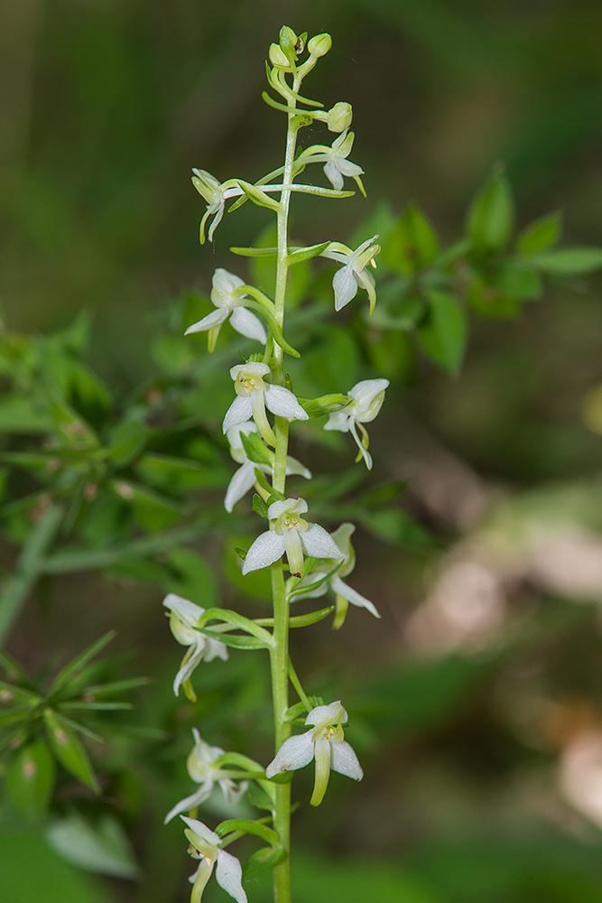 Ophrys apifera (lusus), Platanthera chlorantha e Ophrys holosericea subsp. tetraloniae