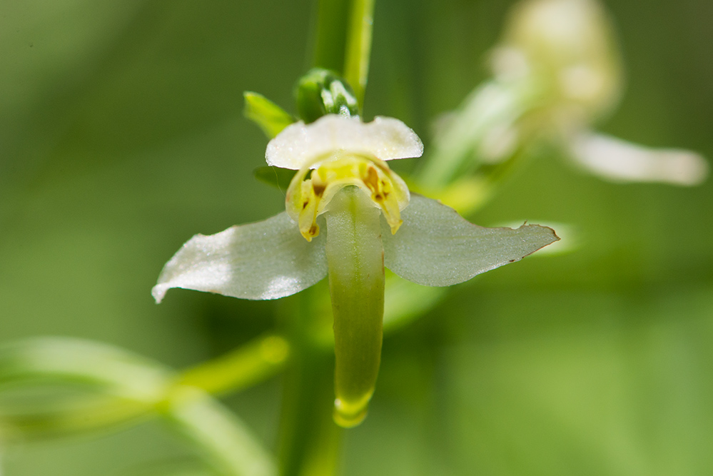 Ophrys apifera (lusus), Platanthera chlorantha e Ophrys holosericea subsp. tetraloniae