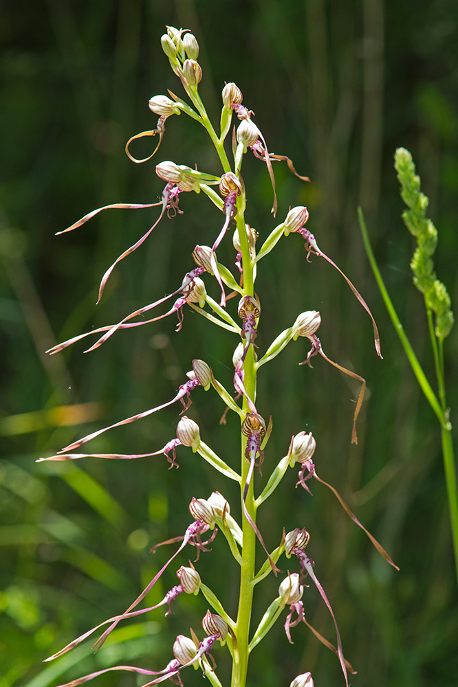 Himantoglossum adriaticum