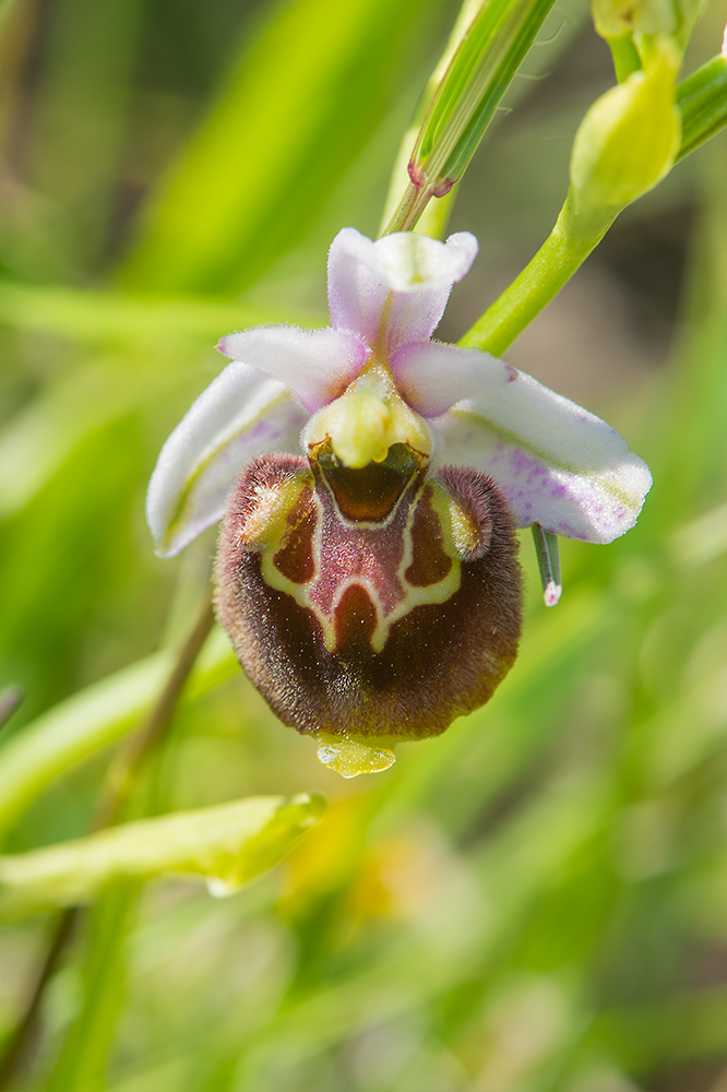 Ophrys holosericea?