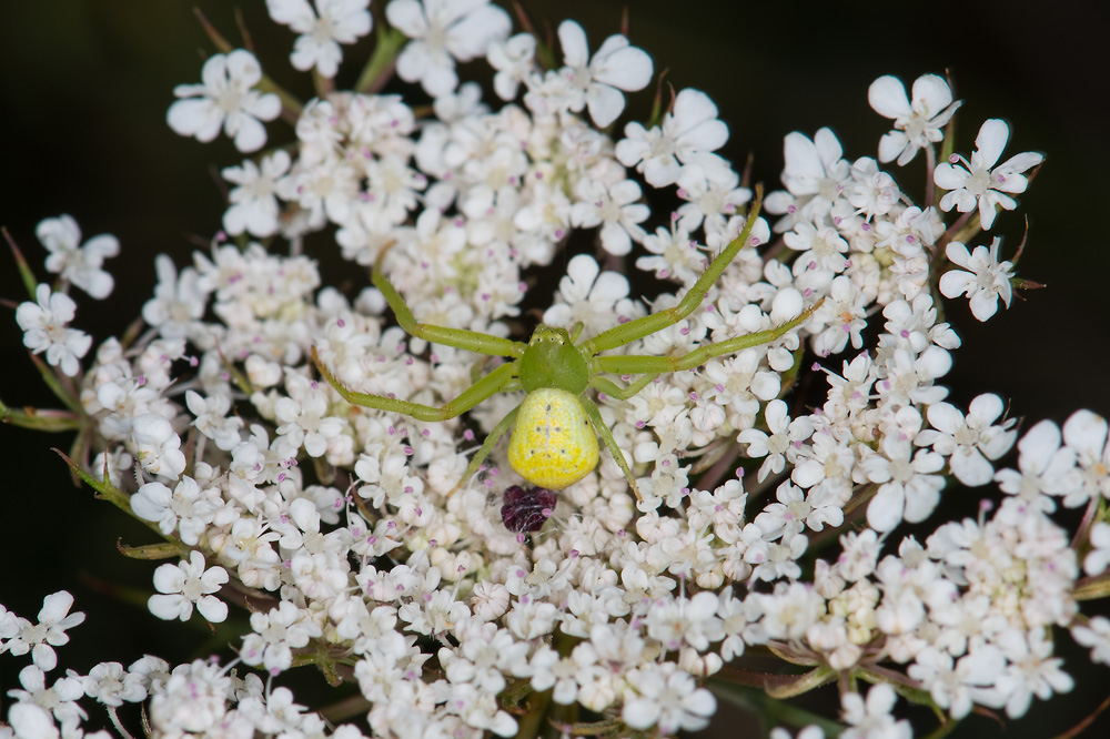 Thomisidae: Ebrechtella tricuspidata -  Orbetello (GR)