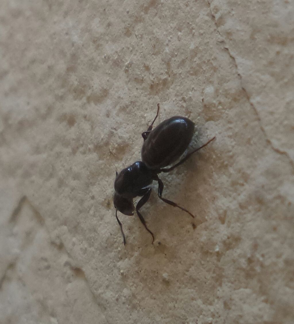 Formica regina?  S,  regina di Camponotus (Myrmentoma) sp.