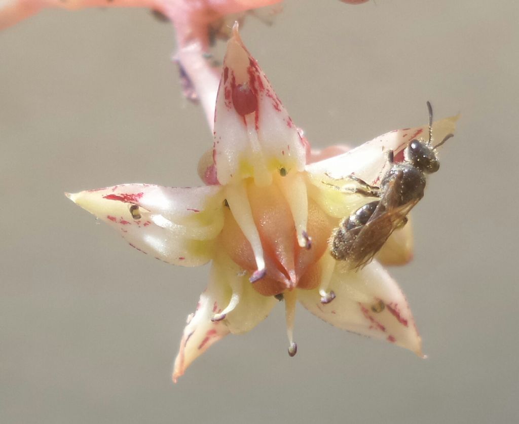 Apidae che specie?    Lasioglossum sp., femmina (Apidae Halictinae)