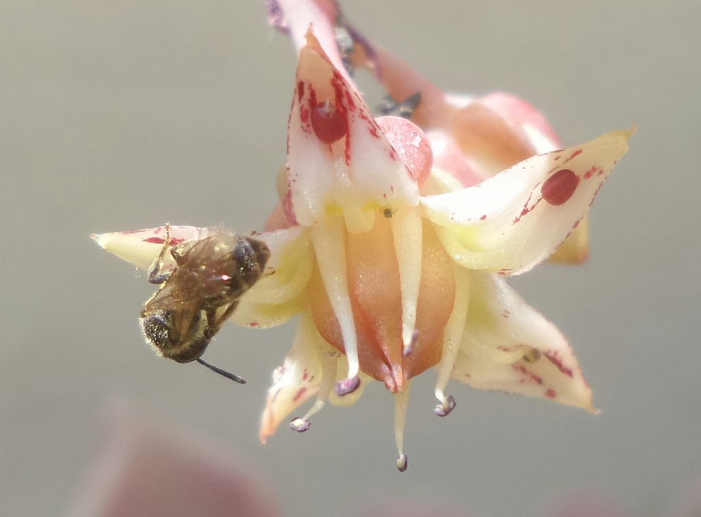 Apidae che specie?    Lasioglossum sp., femmina (Apidae Halictinae)