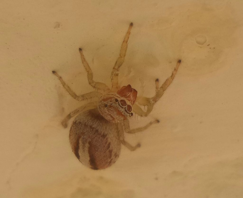 Salticidae: Icius sp.  - Lastra a Signa (FI)