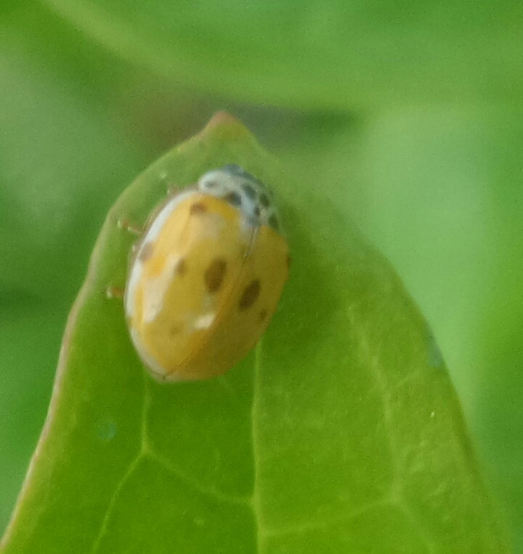 Coccinella tea? No, Adalia decempunctata e Harmonia axyridis