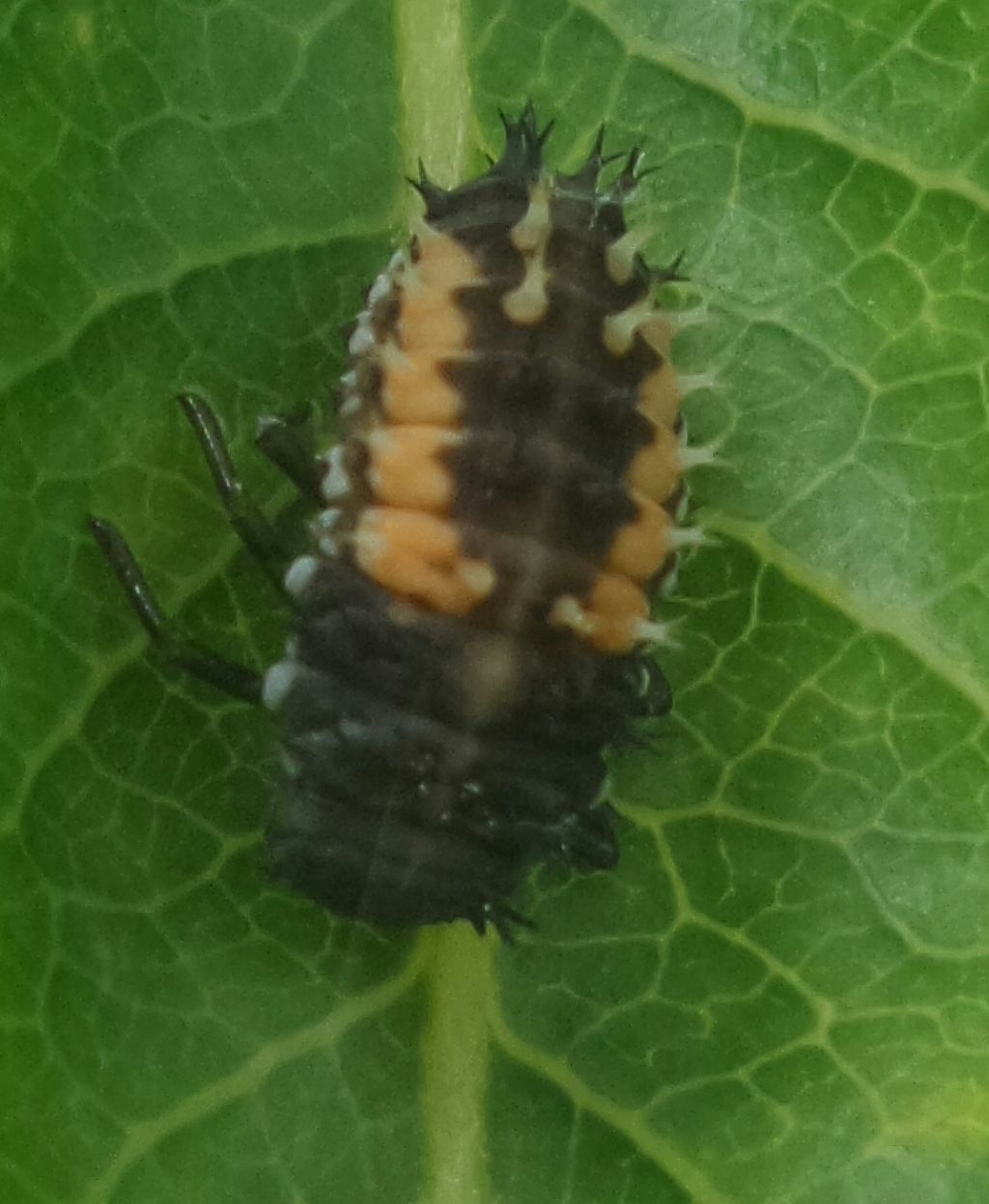 Coccinella tea? No, Adalia decempunctata e Harmonia axyridis