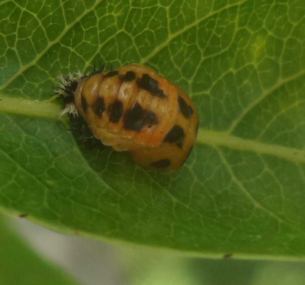 Coccinella tea? No, Adalia decempunctata e Harmonia axyridis