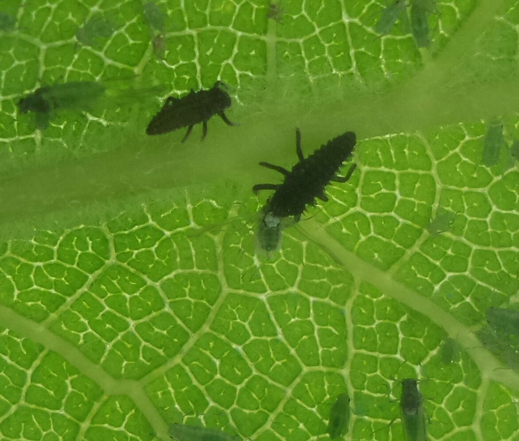 Coccinella tea? No, Adalia decempunctata e Harmonia axyridis