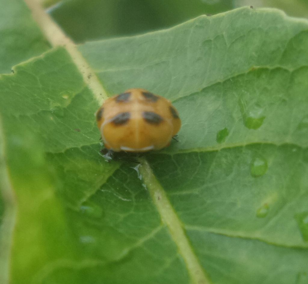 Coccinella tea? No, Adalia decempunctata e Harmonia axyridis