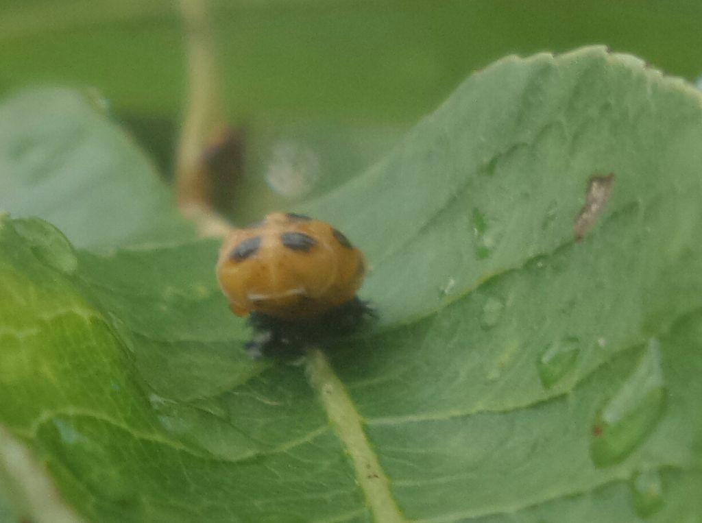 Coccinella tea? No, Adalia decempunctata e Harmonia axyridis