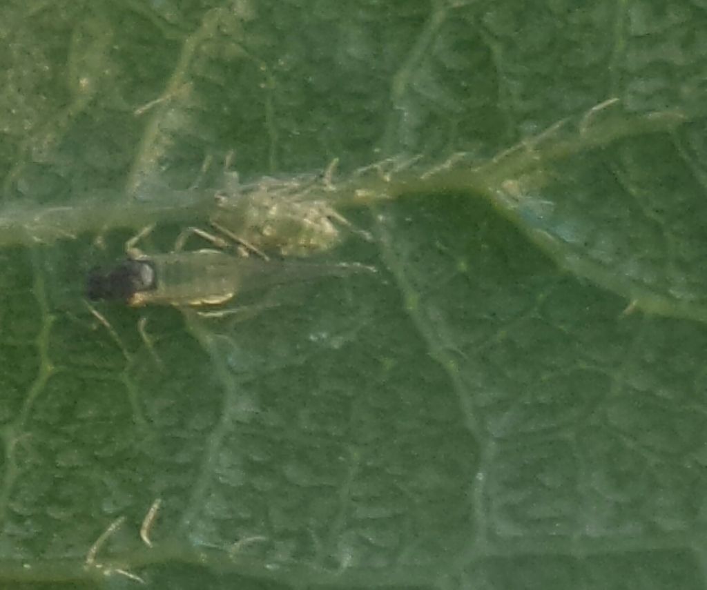 Coccinella tea? No, Adalia decempunctata e Harmonia axyridis