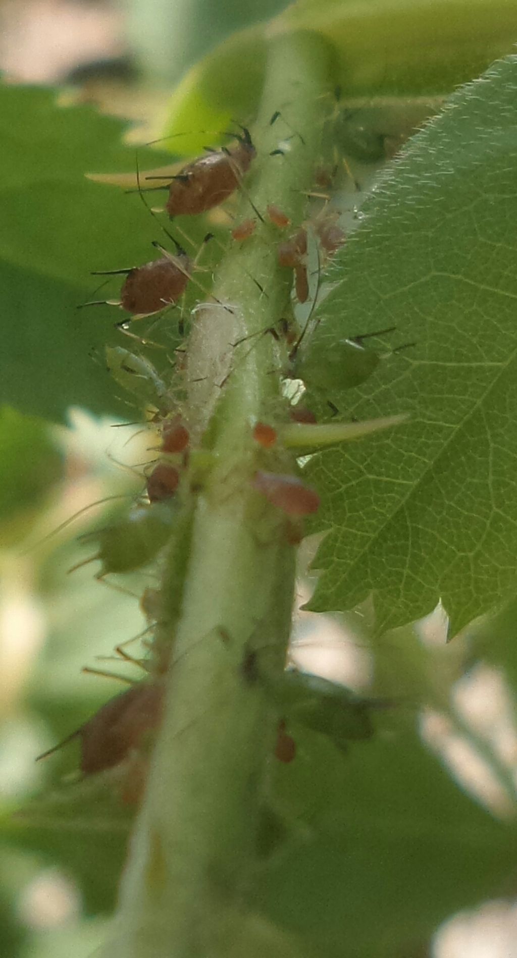 Coccinella tea? No, Adalia decempunctata e Harmonia axyridis