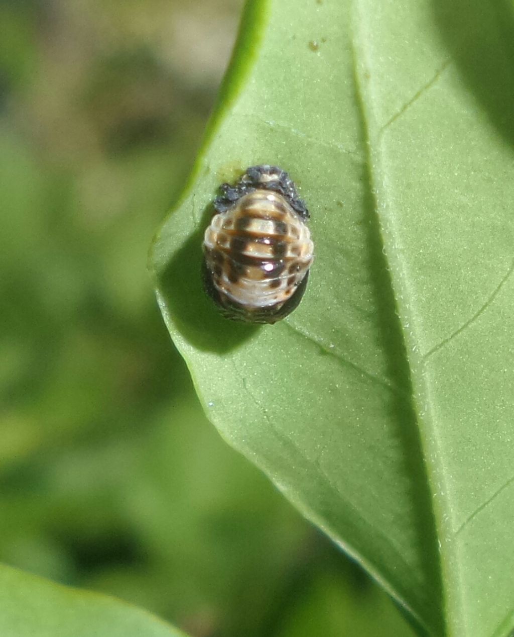 Coccinella tea? No, Adalia decempunctata e Harmonia axyridis