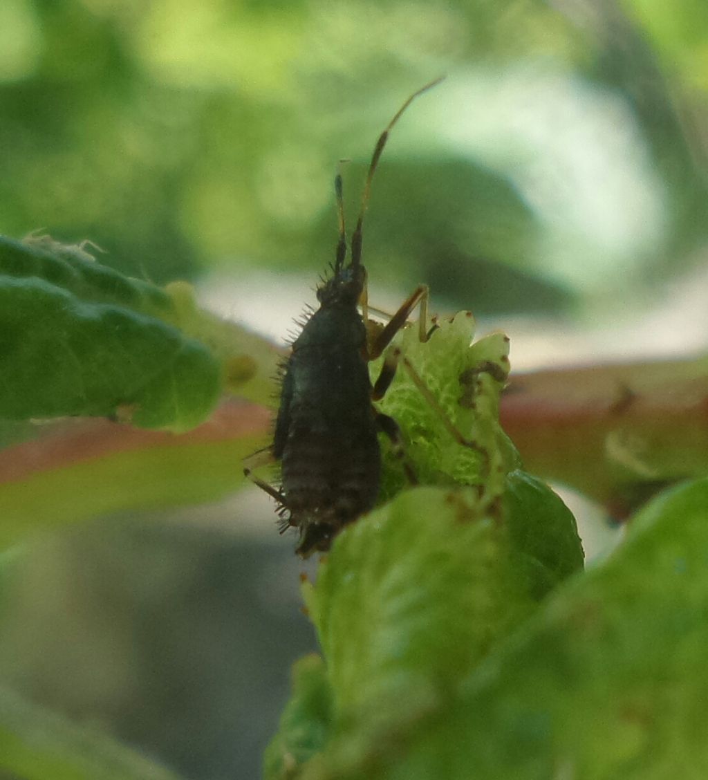 Non riesco a capirlo....Miridae:  ninfa di  Deraeocoris ruber