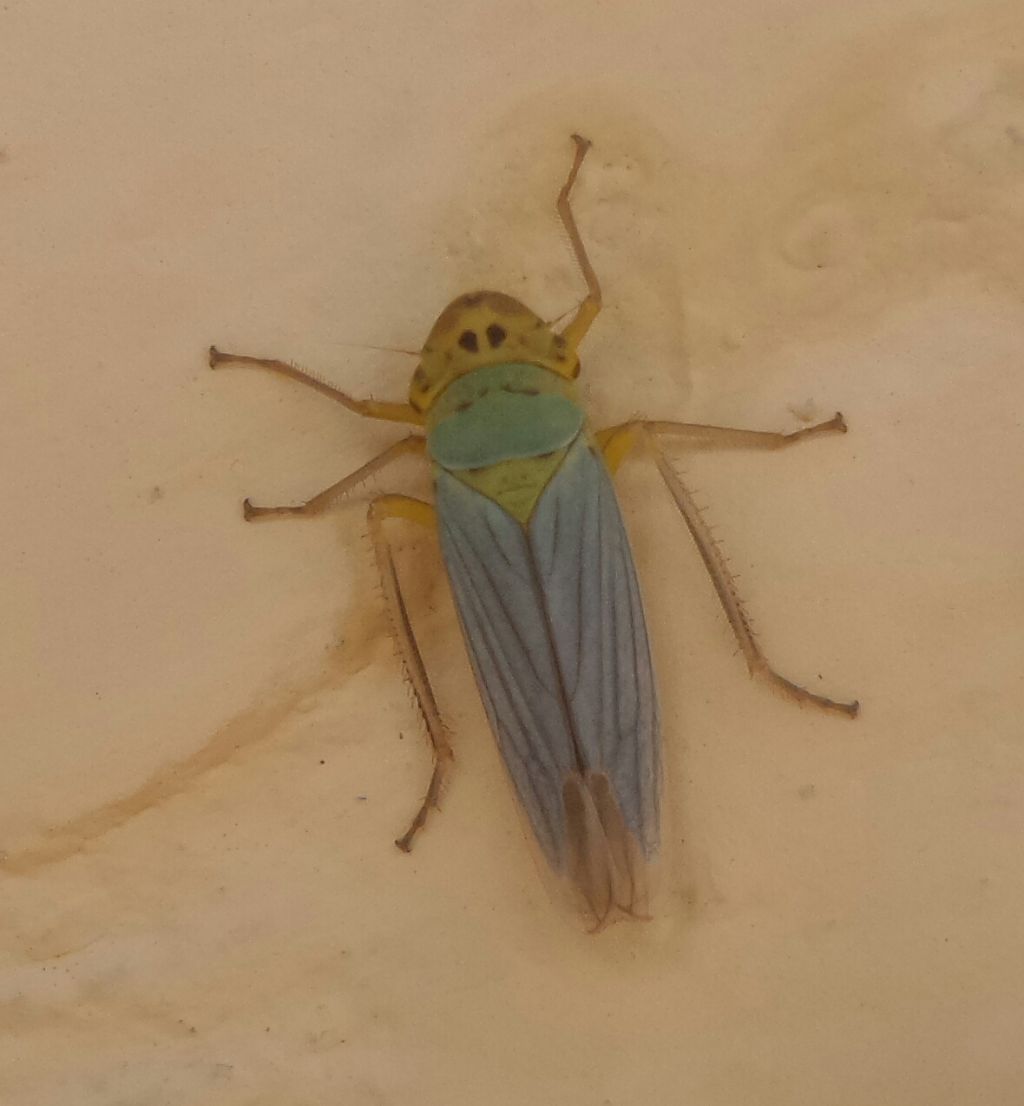 Cicadella viridis  (Cicadellidae)