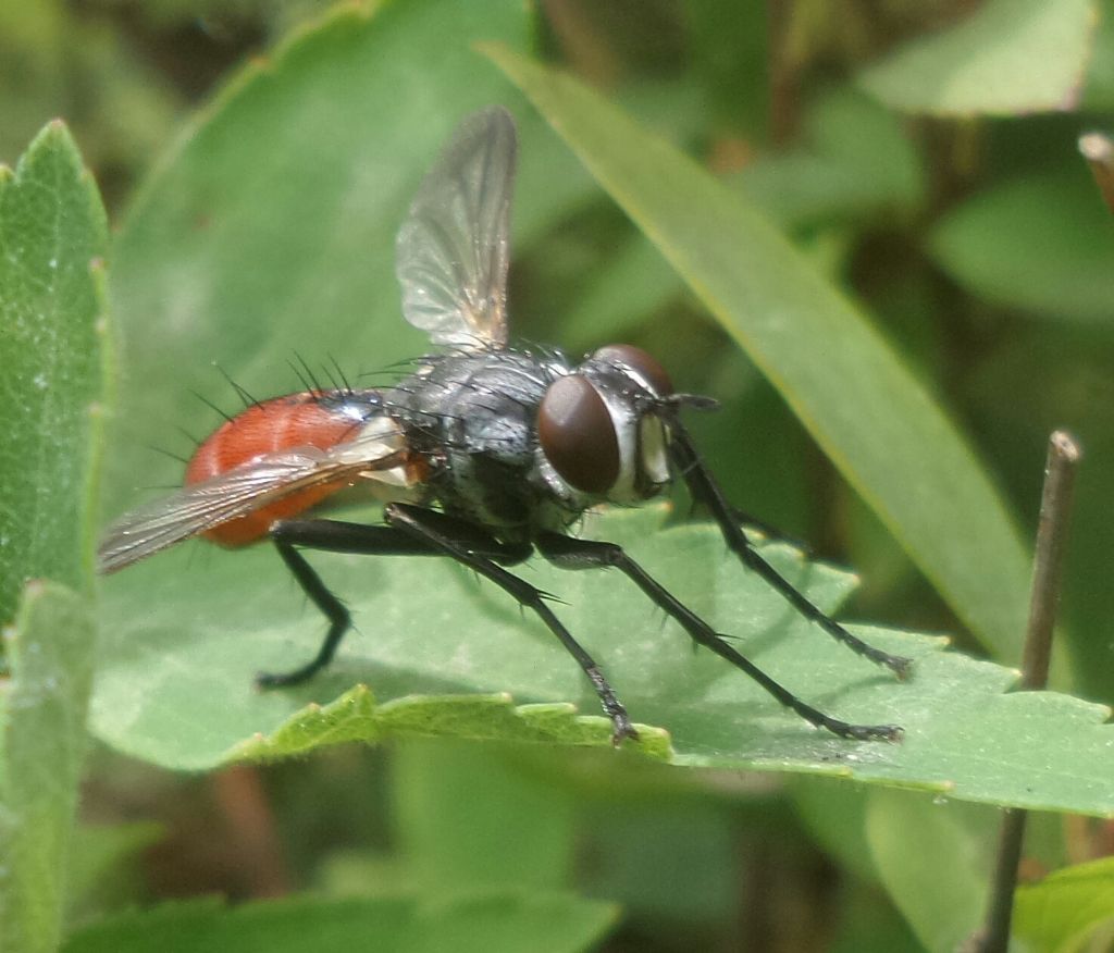 Dittero con addome rosso: Cylindromyia sp. (Tachinidae)