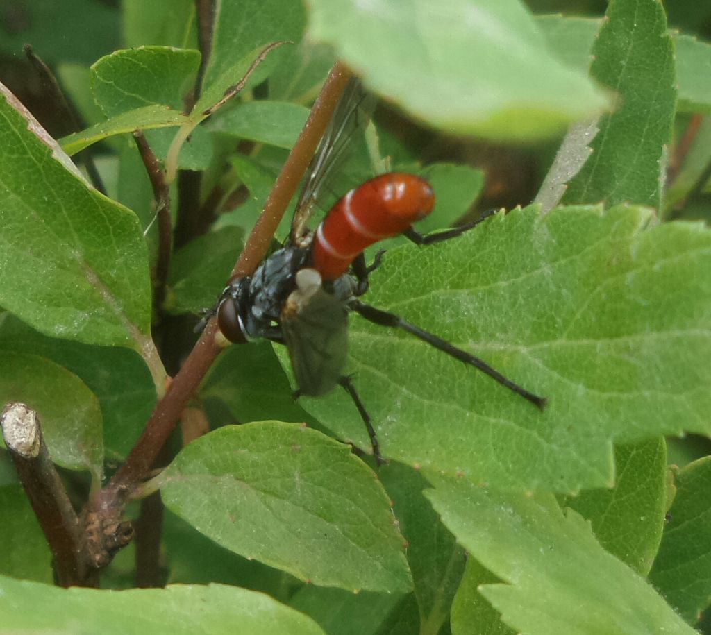 Dittero con addome rosso: Cylindromyia sp. (Tachinidae)