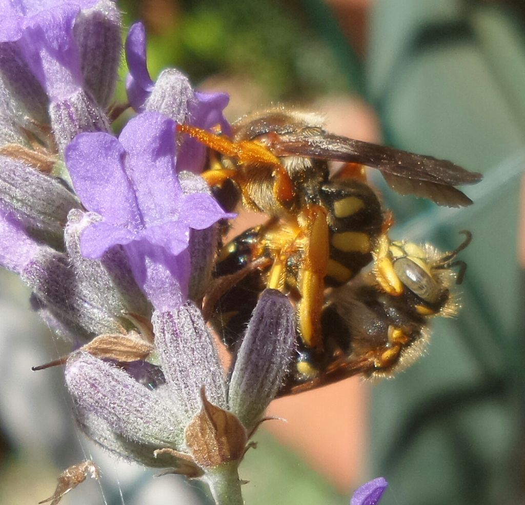 Che Imenottero ??  Apidae Megachilinae:  cfr. Anthidium sp.