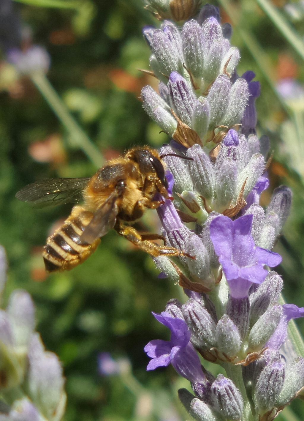 Apidae Megachilinae:  cfr. Megachile sp.